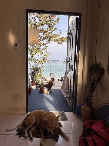 Dogs by the door looking out to sea